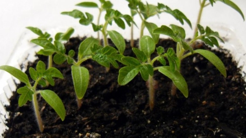 Un délicieux hybride pour les vrais gourmets - la tomate Velikosvetsky: nous apprenons à connaître l'espèce et essayons de la cultiver