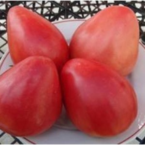 Caractéristiques des variétés de technologie agricole Loving heart red