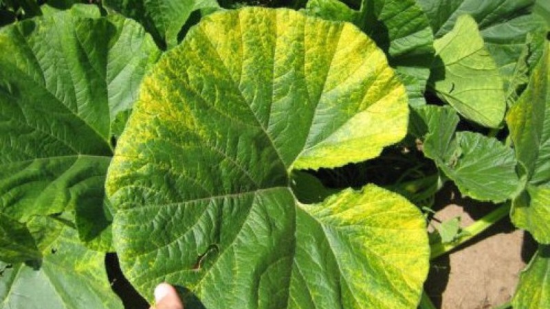 Comment détecter les maladies de la citrouille à temps, les guérir efficacement et économiser votre récolte