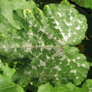 Comment détecter les maladies de la citrouille à temps, les guérir efficacement et économiser votre récolte