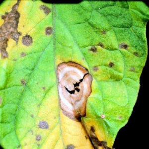 Comment détecter les maladies de la citrouille à temps, les guérir efficacement et économiser votre récolte