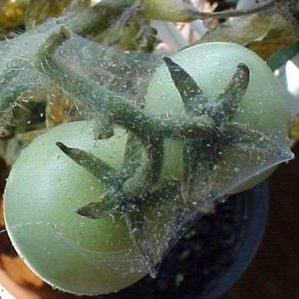 Une variété sans prétention avec une couleur inhabituelle et un goût unique - la tomate Black Prince et les particularités de sa culture