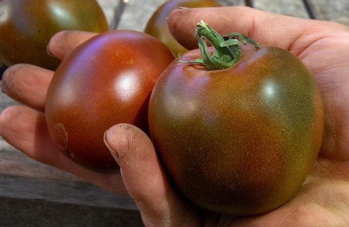Une variété sans prétention avec une couleur inhabituelle et un goût unique - la tomate Black Prince et les particularités de sa culture