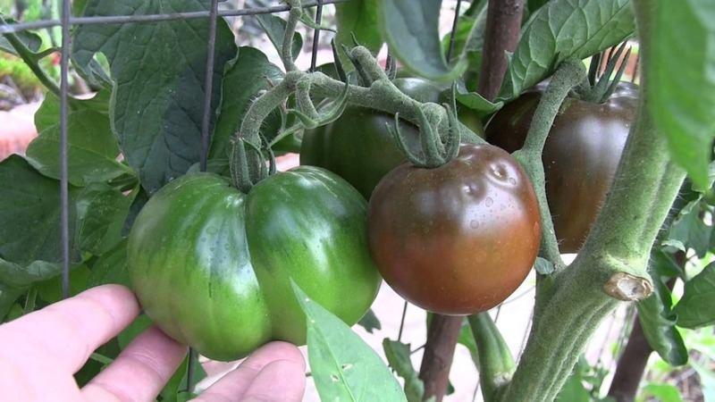 Une variété sans prétention avec une couleur inhabituelle et un goût unique - la tomate Black Prince et les particularités de sa culture