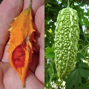 Qu'est-ce que Momordica Charantia: un aperçu d'un légume exotique, les étapes de sa culture et ses propriétés médicinales