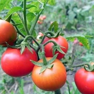 Pourquoi la tomate est-elle si aimée et populaire? Le rêve du jardinier: description de la variété et commentaires des résidents d'été expérimentés