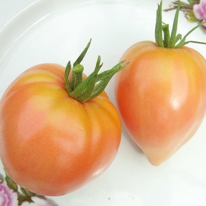 Giant Delicious Orange Fruit - Tomate Orange Fraise