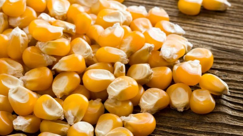 Où et comment conserver correctement le maïs bouilli: différentes façons et conditions de fraîcheur