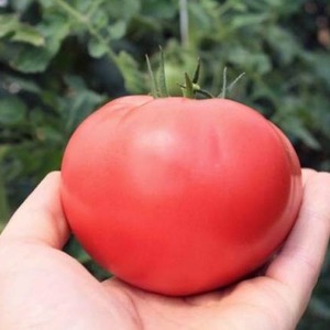 Un hybride unique avec de délicieux fruits, comme sur la photo - une tomate Un cadeau à une femme et les nuances de sa culture