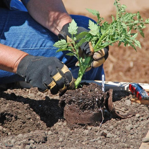 Un hybride unique avec de délicieux fruits, comme sur la photo - une tomate Un cadeau à une femme et les nuances de sa culture