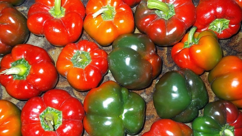 Comment faire pousser correctement les poivrons du groupe Gogoshary: caractéristiques des variétés et commentaires des résidents d'été