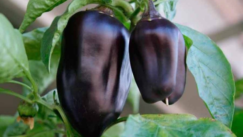 Les meilleures variétés de poivre violet et leurs caractéristiques