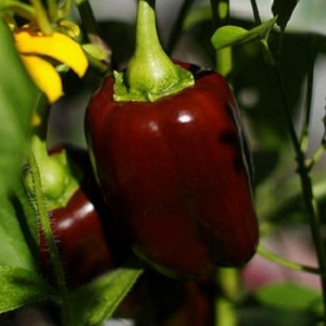 Les meilleures variétés de poivre violet et leurs caractéristiques