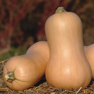 Les variétés les plus populaires de citrouilles en forme de poire: comment les cultiver et ce qu'il est important de savoir à leur sujet