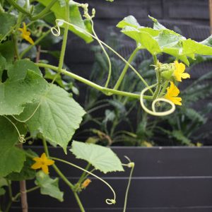 Un concombre précoce qui ne nécessite pas de pollinisation Murashka par des éleveurs domestiques