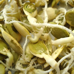 Pousses de citrouille pour les semis et manger à la maison: comment faire germer les graines de citrouille et les conserver longtemps