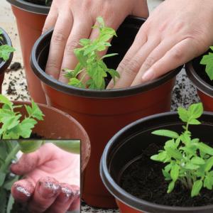 Un conte de fées sur votre site - Tomate Princess Frog: critiques et recommandations pour une bonne culture