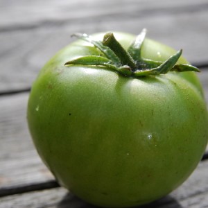Un conte de fées sur votre site - Tomate Princess Frog: critiques et recommandations pour une bonne culture