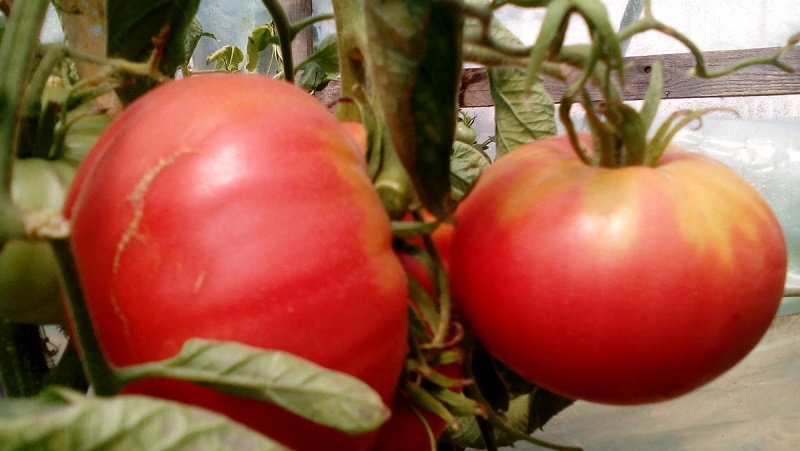 Une variété au goût incroyable que vous allez adorer - la tomate framboise géante