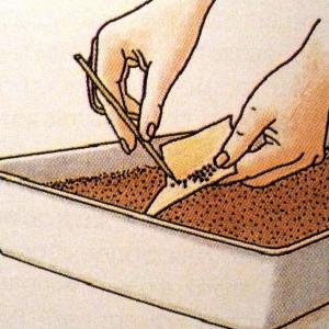 Une variété étonnante pour les résidents d'été-expérimentateurs - cuisses de tomate et de banane et recommandations pour sa culture