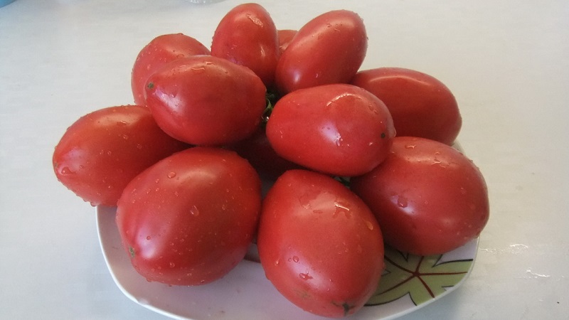 Une riche récolte de petites tomates italiennes de chaque buisson - Raisins secs tomates roses et les secrets de leur entretien