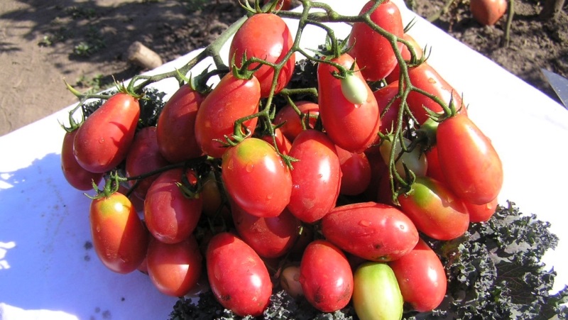 Une riche récolte de petites tomates italiennes de chaque buisson - Raisins secs tomates roses et les secrets de leur entretien