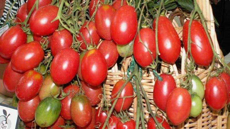 Une riche récolte de petites tomates italiennes de chaque buisson - Raisins secs tomates roses et les secrets de leur entretien