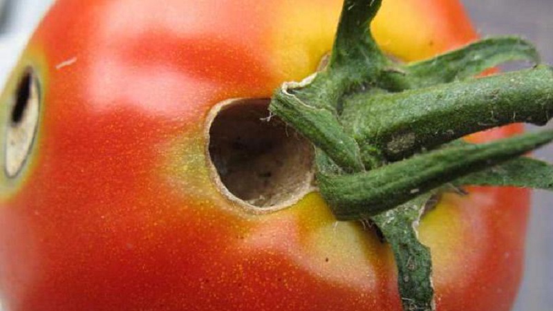 Nous combattons rapidement le problème découvert des tomates: des trous sont apparus dans les tomates - que faire et comment sauvegarder votre récolte
