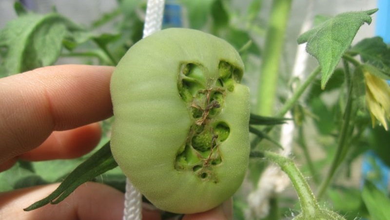 Nous combattons rapidement le problème découvert des tomates: des trous sont apparus dans les tomates - que faire et comment sauvegarder votre récolte