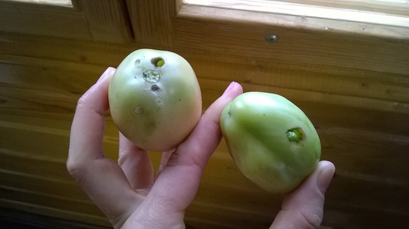 Nous combattons rapidement le problème découvert des tomates: des trous sont apparus dans les tomates - que faire et comment sauvegarder votre récolte