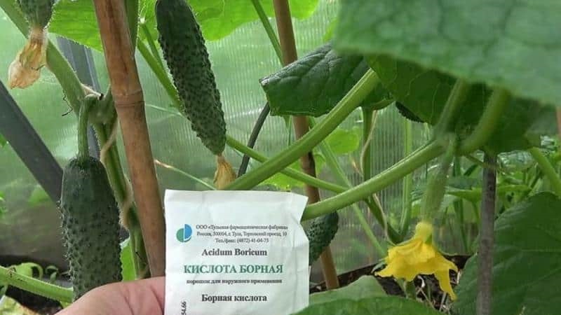 Pourquoi l'acide borique est utile pour les concombres et comment l'utiliser correctement