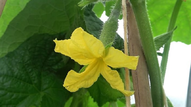 Pourquoi l'acide borique est utile pour les concombres et comment l'utiliser correctement