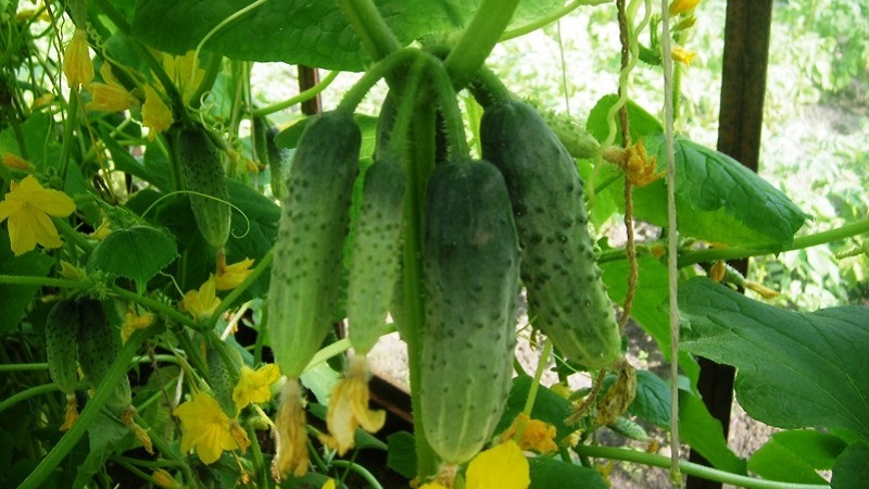 Pourquoi l'acide borique est utile pour les concombres et comment l'utiliser correctement