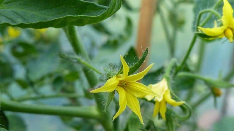 Et si les tomates de la serre fleurissaient, mais qu'il n'y avait pas d'ovaire?