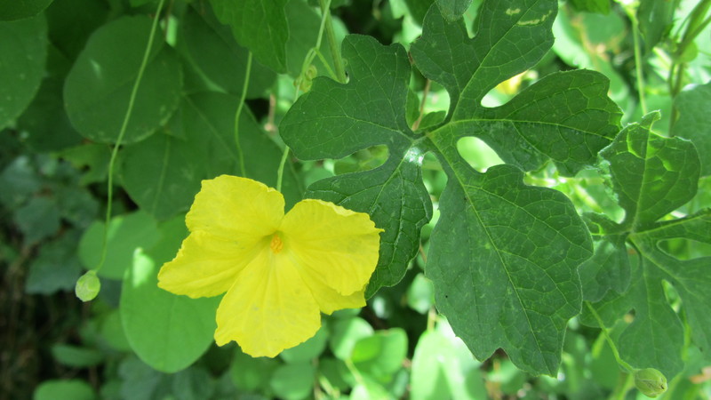 Qu'est-ce que Momordica Charantia: un aperçu d'un légume exotique, les étapes de sa culture et ses propriétés médicinales