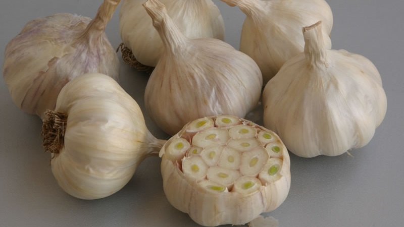 Qu'est-ce que l'ail de printemps et comment le cultiver correctement: un guide étape par étape et les secrets des jardiniers expérimentés