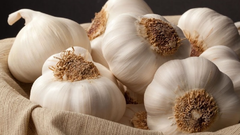 Qu'est-ce que l'ail de printemps et comment le cultiver correctement: un guide étape par étape et les secrets des jardiniers expérimentés