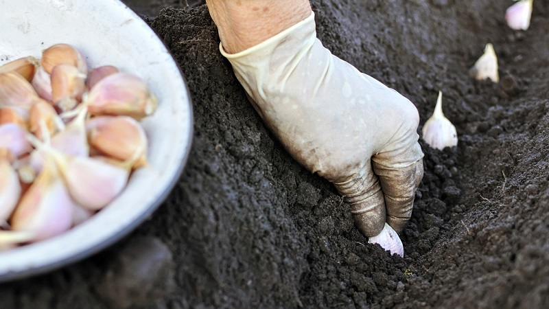Qu'est-ce que l'ail de printemps et comment le cultiver correctement: un guide étape par étape et les secrets des jardiniers expérimentés