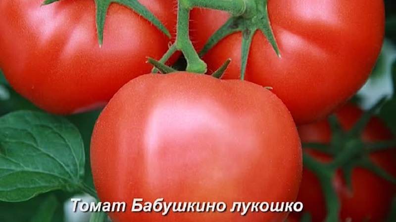 Le favori parmi les résidents d'été pour la culture en serre est une tomate Babushkino lukoshko