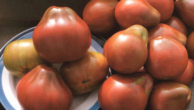 Tomate, idéale pour la conservation et pas capricieuse dans les soins, truffe japonaise: critiques, photos et secrets de culture
