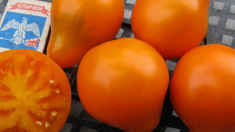 Tomate, idéale pour la conservation et pas capricieuse dans les soins, truffe japonaise: critiques, photos et secrets de culture