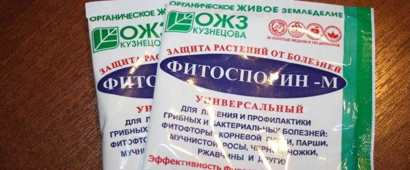 Que faire si les baies de groseille à maquereau sont recouvertes d'un revêtement brun, comment sauver la récolte