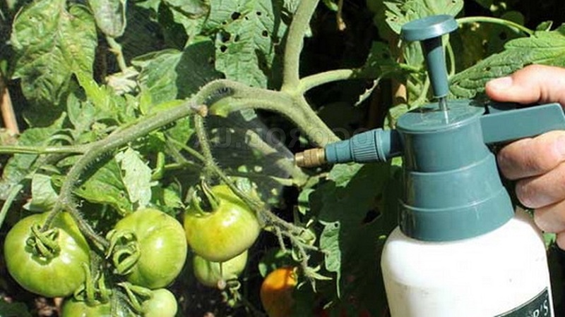Instructions pour le traitement des tomates avec de la phytosporine dans une serre et précautions lors de la pulvérisation de tomates