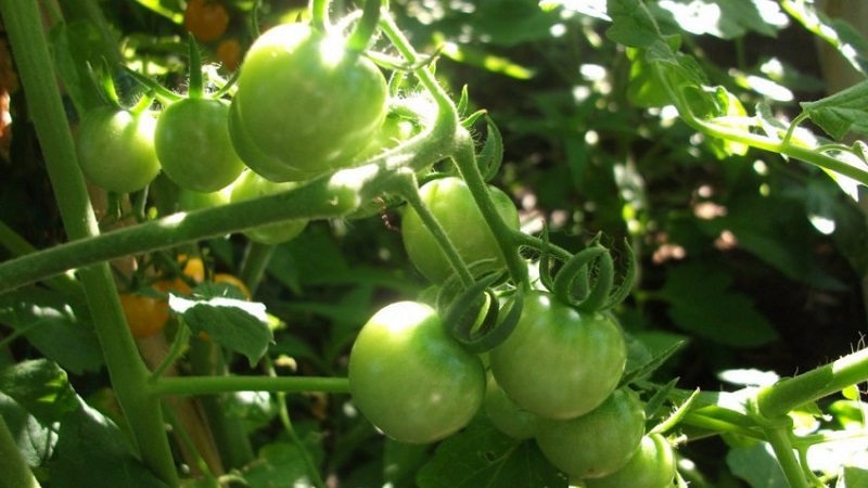 Instructions pour le traitement des tomates avec de la phytosporine dans une serre et précautions lors de la pulvérisation de tomates