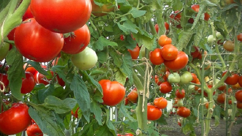 Instructions pour le traitement des tomates avec de la phytosporine dans une serre et précautions lors de la pulvérisation de tomates