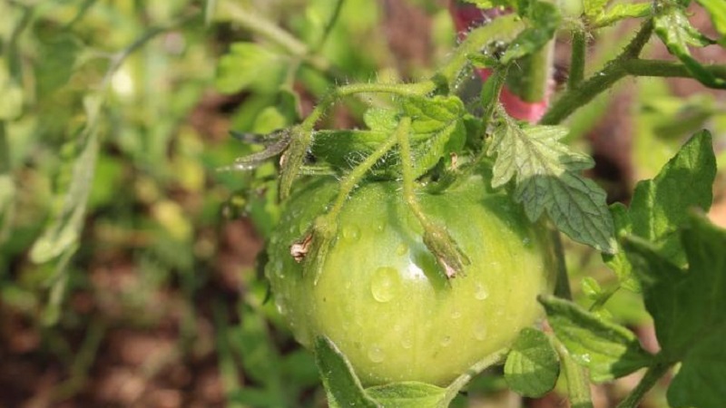 Instructions d'utilisation du HOM pour le traitement des tomates: nuances pour les sols ouverts et les serres, précautions