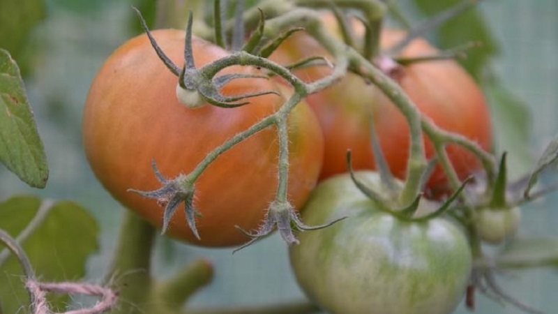 Instructions d'utilisation du HOM pour le traitement des tomates: nuances pour les sols ouverts et les serres, précautions