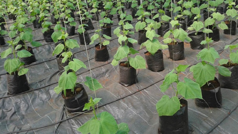 Instructions pour la culture des concombres en sacs: de la préparation des matériaux à la récolte de la récolte finie