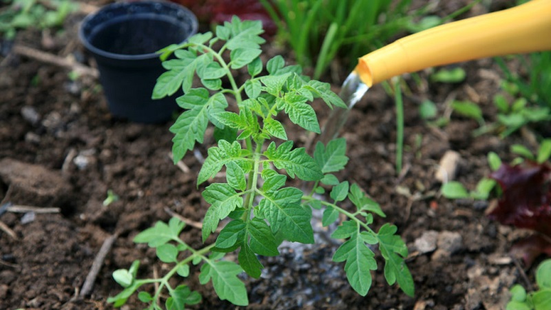 Comment et quoi nourrir les tomates pendant la floraison et la nouaison pour obtenir une riche récolte de grosses tomates