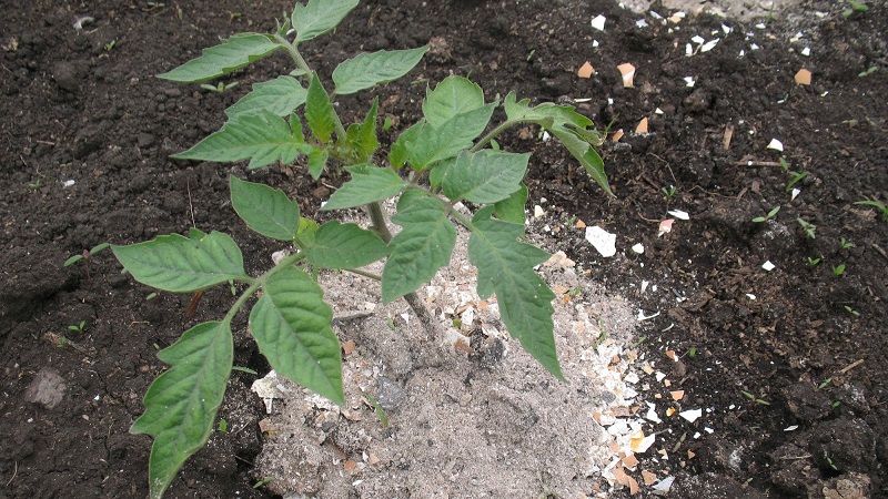 Comment et quoi nourrir les tomates pendant la floraison et la nouaison pour obtenir une riche récolte de grosses tomates